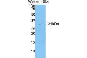 Western Blotting (WB) image for anti-Low Density Lipoprotein Receptor-Related Protein Associated Protein 1 (LRPAP1) (AA 90-342) antibody (ABIN1859711) (LRPAP1 antibody  (AA 90-342))