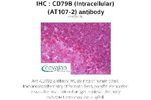 Image no. 1 for anti-CD79b Molecule, Immunoglobulin-Associated beta (CD79B) antibody (ABIN1723319) (CD79b antibody)