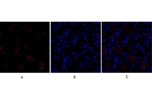 Immunofluorescence analysis of mouse kidney tissue. (Dynamin 1-Like antibody)