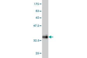 Western Blot detection against Immunogen (33. (SNAPC5 antibody  (AA 1-68))