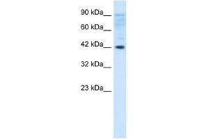Jurkat Whole Cell (Zfp-1 antibody  (N-Term))