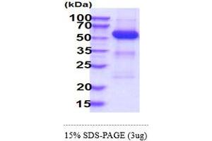 SDS-PAGE (SDS) image for Protein tyrosine Phosphatase, Non-Receptor Type 11 (PTPN11) (AA 1-460) protein (His tag) (ABIN5855056) (PTPN11 Protein (AA 1-460) (His tag))