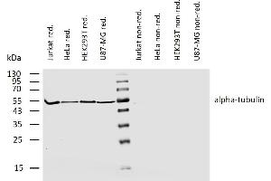 Western blotting analysis of human alpha-tubulin using rat monoclonal antibody YOL1/34 on lysates of various cell lines under reducing and non-reducing conditions. (alpha Tubulin antibody)