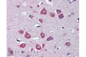 ABIN5539917 (3µg/ml) staining of paraffin embedded Human Cortex. (CHRNA7 antibody  (Internal Region))