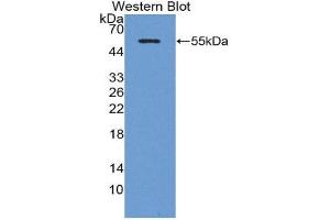 Western Blotting (WB) image for anti-Adiponectin (ADIPOQ) (AA 17-243) antibody (ABIN1857924) (ADIPOQ antibody  (AA 17-243))