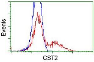 Image no. 3 for anti-Cystatin SA (CST2) antibody (ABIN1497757) (CST2 antibody)