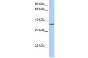 Image no. 1 for anti-Transcription Factor Dp-1 (TFDP1) (C-Term) antibody (ABIN6744406) (DP1 antibody  (C-Term))