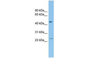 Image no. 1 for anti-Ferritin, Heavy Polypeptide 1 (FTH1) (N-Term) antibody (ABIN6745069) (FTH1 antibody  (N-Term))