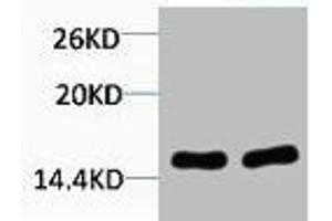 Western blot analysis of 1) Hela, 2) 3T3, diluted at 1:2000. (HIST1H4A antibody  (3meLys79))