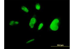 Immunofluorescence of monoclonal antibody to TCEA3 on HepG2 cell. (TCEA3 antibody  (AA 1-348))