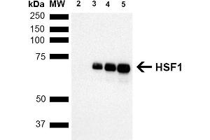 Western Blot analysis of Human Breast adenocarcinoma cell line (MCF7) showing detection of ~65 kDa HSF1 protein using Rat Anti-HSF1 Monoclonal Antibody, Clone 10H8 (ABIN2484620). (HSF1 antibody  (AA 378-395) (Atto 594))