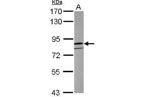 WB Image Sample (50 ug of whole cell lysate) A: Mouse brain 7. (CLOCK antibody  (C-Term))