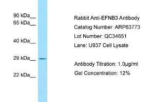 Western Blotting (WB) image for anti-Ephrin B3 (EFNB3) (C-Term) antibody (ABIN970598) (Ephrin B3 antibody  (C-Term))