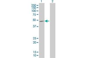 Lane 1: HDAC3 transfected lysate ( 48. (HDAC3 293T Cell Transient Overexpression Lysate(Denatured))