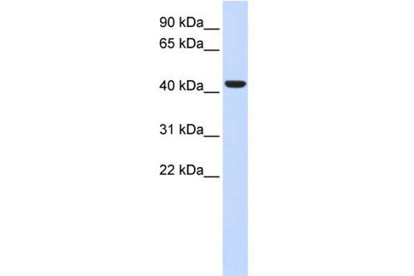 BACE1 antibody  (N-Term)