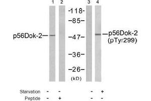 Image no. 1 for anti-DOK2 (DOK2) (pTyr299) antibody (ABIN197044) (DOK2 antibody  (pTyr299))