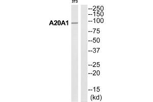 Western blot analysis of extracts from 3T3 cells, using A20A1 antibody. (ANKRD20A1 antibody  (Internal Region))