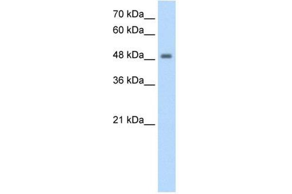 FBXL7 antibody  (N-Term)