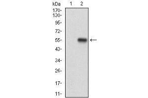 Western blot analysis using APP mAb against HEK293 (1) and APP (AA: 483-699)-hIgGFc transfected HEK293 (2) cell lysate. (APP antibody  (AA 483-699))