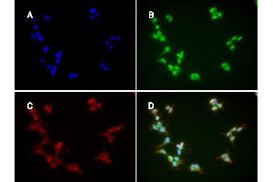 Immunofluorescence: huSSECTM cell line overexpressing hFcRn-EGFP using clone DVN24  at 15µg/ml and Texas Red™ conjugated anti-mouse secondary. (FcRn antibody)