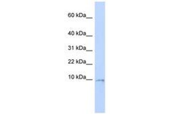 UQCR10 antibody  (C-Term)