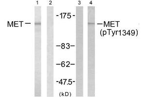 Western blot analysis of extract from HepG2 cells, using Met (Ab-1349) antibody (E021230, Line1 and 2) and Met (phospho-Tyr1349) antibody (E011238, Line 3 and 4). (c-MET antibody  (pTyr1349))