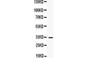 Observed bind size: 34KD (CXCL10 antibody  (AA 22-98))