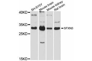 Western blot analysis of extracts of various cell lines, using SFXN3 antibody (ABIN5998794) at 1/1000 dilution. (SFXN3 antibody)