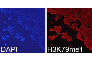 Immunofluorescence (IF) image for anti-Histone 3 (H3) (H3K79me) antibody (ABIN1873006) (Histone 3 antibody  (H3K79me))