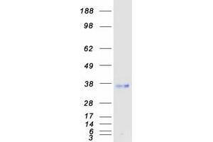 Validation with Western Blot (FSTL1 Protein (Myc-DYKDDDDK Tag))