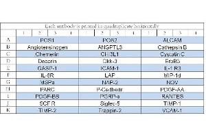 Image no. 1 for Human Serum Abundant Protein Array Q1 (ABIN4956068) (Human Serum Abundant Protein Array Q1)