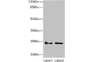 Western blot All lanes: RHOF antibody at 3 μg/mL Lane 1: Colo320 whole cell lysate Lane 2: RAW264. (RhoF antibody  (AA 1-170))