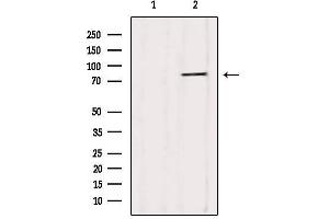 Western blot analysis of extracts from HepG2, using YME1L1 Antibody. (YME1L1 antibody  (C-Term))