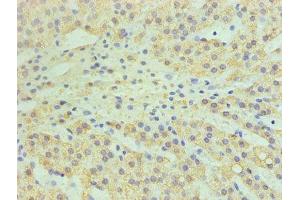 Immunohistochemistry of paraffin-embedded human adrenal gland tissue using ABIN7147608 at dilution of 1:100 (CYP11A1 antibody  (AA 40-521))