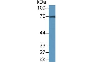 Western blot analysis of Mouse Cerebrum lysate, using Rat NCDN Antibody (2 µg/ml) and HRP-conjugated Goat Anti-Rabbit antibody ( (NCDN antibody  (AA 2-300))