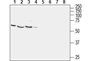 Western blot analysis of mouse brain (lanes 1 and 5), rat cortex (lanes 2 and 6), rat new born brain (lanes 3 and 7) and human brain glioblastoma (U-87 MG) cell line lysates: - 1-4. (CRMP1 antibody  (Intracellular))