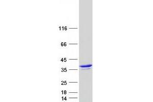 Validation with Western Blot (Annexin IV Protein (Myc-DYKDDDDK Tag))