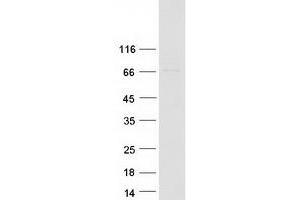 Validation with Western Blot (ARMC8 Protein (Transcript Variant 2) (Myc-DYKDDDDK Tag))