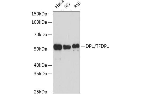 DP1 antibody