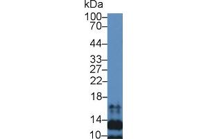 Western blot analysis of Mouse Spleen lysate, using Human SLC Antibody (2 µg/ml) and HRP-conjugated Goat Anti-Rabbit antibody ( (CCL21 antibody  (AA 24-134))