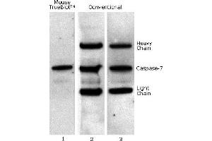 Mouse TrueBlot® IP / Western Blot: Caspase 7 was immunoprecipitated from 0. (Mouse TrueBlot® Set (with IP beads))