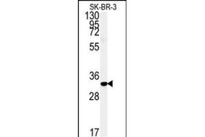 FAM92A1 antibody  (AA 113-141)
