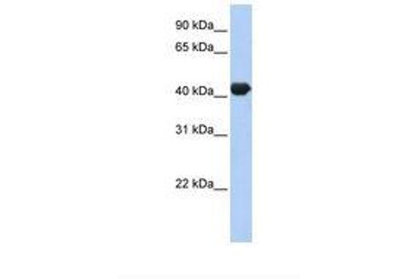 ZNF3 antibody  (N-Term)