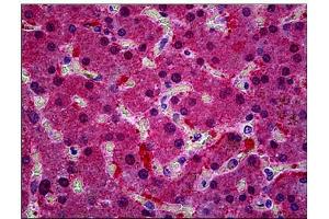 Human Liver: Formalin-Fixed, Paraffin-Embedded (FFPE) (KCNN4 antibody  (AA 227-239))