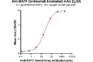 ELISA plate pre-coated by 2 μg/mL (100 μL/well) Human BAFF, hFc tagged protein (ABIN6961113, ABIN7042255 and ABIN7042256) can bind Anti-BAFF Neutralizing antibody (ABIN7093063 and ABIN7272593) in a linear range of 3. (Recombinant BAFF (Belimumab Biosimilar) antibody)