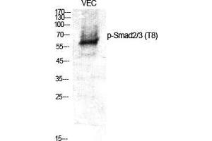 Western Blot (WB) analysis of specific cells using Phospho-Smad2/3 (T8) Polyclonal Antibody. (Smad2/3 antibody  (pThr8))