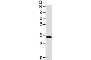 Western Blotting (WB) image for anti-Syntaxin 11 (STX11) antibody (ABIN2424253) (Syntaxin 11 antibody)