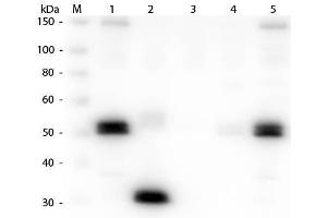 Western Blot of Anti-Rat IgG F(c) (GOAT) Antibody . (Goat anti-Rat IgG (Fc Region) Antibody (Texas Red (TR)) - Preadsorbed)