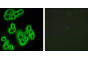 Peptide - +Western blot analysis of extracts from K562 cells, using FPR1 antibody. (FPR1 antibody  (Internal Region))