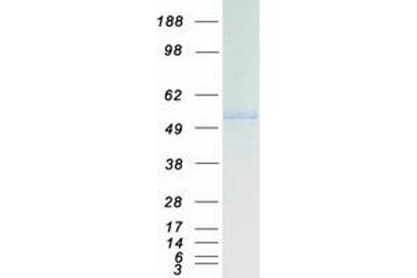 RUVBL2 Protein (Myc-DYKDDDDK Tag)